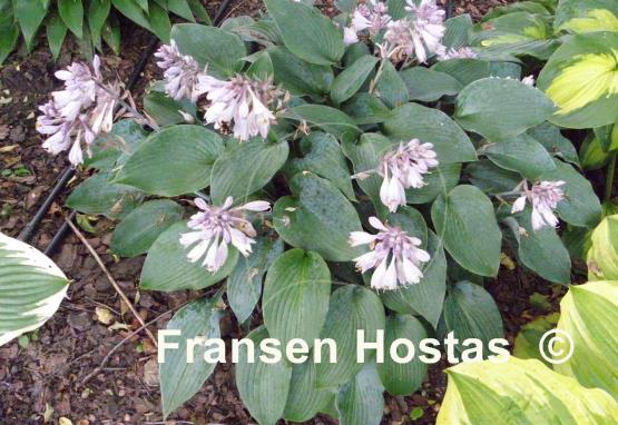 Hosta Halcyon